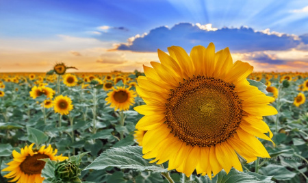 به یاد قیصر