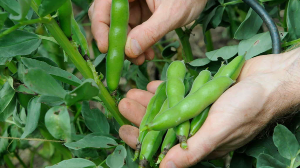 آغاز برداشت باقالی از مزارع شهرستان کاشان