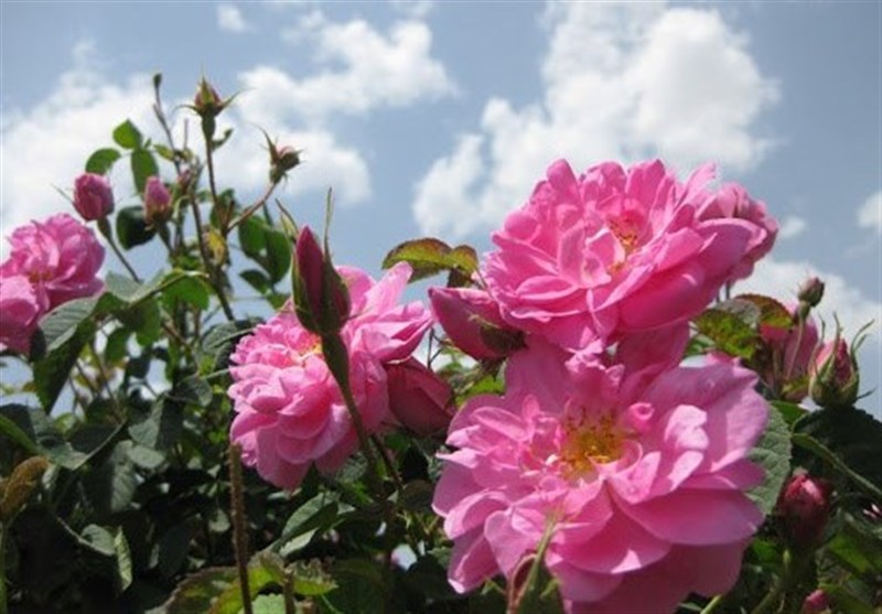 برداشت ۴۰ تن گل محمدی از گلستان‌های نطنز و بادرود